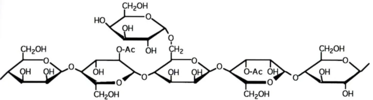 Figure I-10. Structure chimique partielle d'un galactoglucomanane de conifère (Navi et 