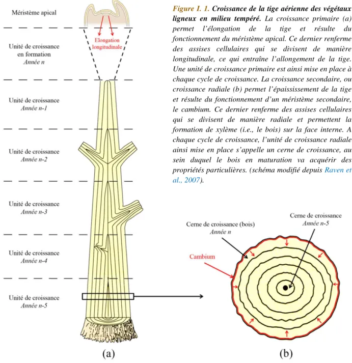 Figure I. 1.  Croissance de la tige aérienne des végétaux  ligneux  en  milieu  tempéré