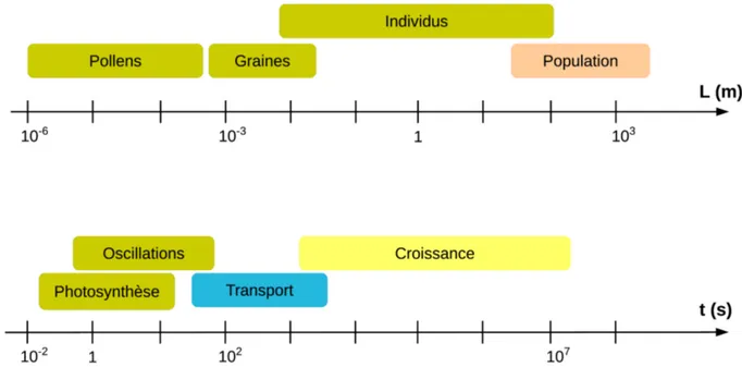 Figure 1.3: Échelle d'espace et de temps caractéristiques des interactions entre les plantes et le  vent