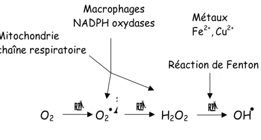 Figure 2. L’anion superoxyde et le peroxyde d’hydrogène participent à la formation de radical hydroxyle par les réactions d’Haber-Weiss et de Fenton