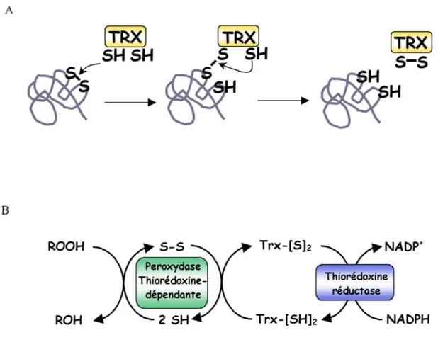 Figure 4. Réduction des ponts disulfures par les thiorédoxines A. Modèle illustrant l’activité thiol-