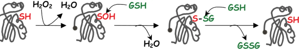 Figure 7. Modèle de réduction catalytique des peroxydes par les GPx (glutathion peroxydase)