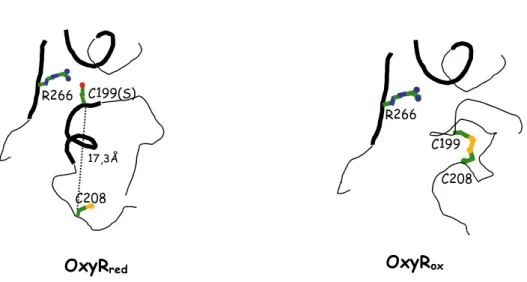 Figure 9 Structures simplifiées du centre redox d’OxyR. Comparaison des formes réduite (contenant