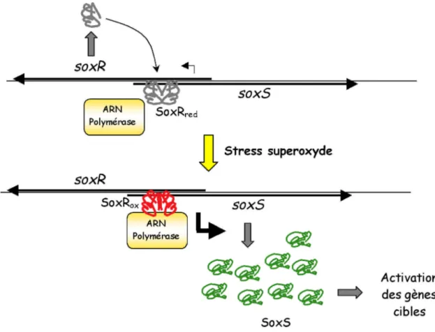 Figure 10. Modèle d’activation du régulon SoxRS. Le signal induit par le stress superoxyde est détecté