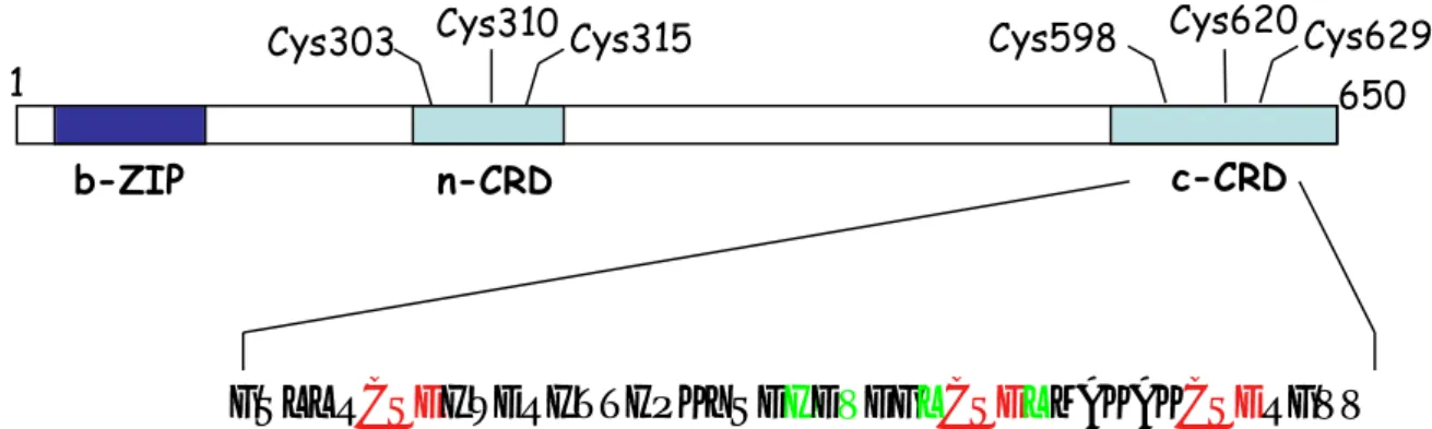 Figure 13. Description schématique des domaines de Yap1. Les domaines riches en cystéines ( n-CRD et c-