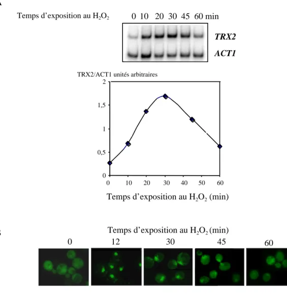 Figure 14. Mesure de l’activation de Yap1 en réponse au H 2 O 2 . A. Cinétique d’expression de TRX2