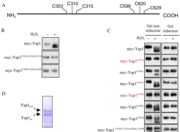 Tableau 4.  Description sommaire des peptides tryptiques observés à partir des échantillons Yap1 red