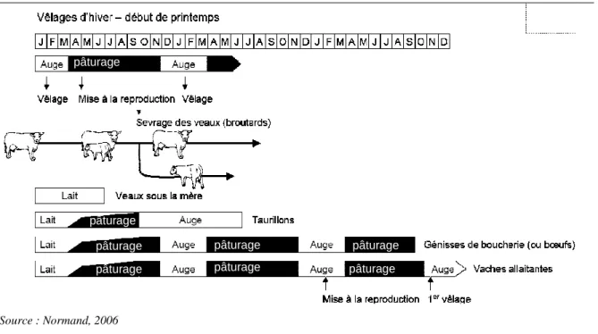 Figure 1: Exemple de cycle de production de la vache allaitante 