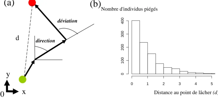 Figure I-1. (a) Schéma d'une trajectoire individuelle et (b) distribution d'un indice spatial populationnel