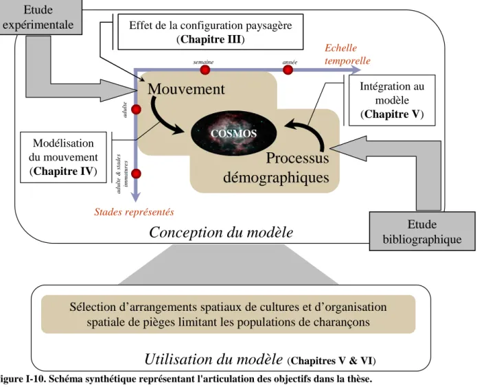 Figure I-10. Schéma synthétique représentant l'articulation des objectifs dans la thèse