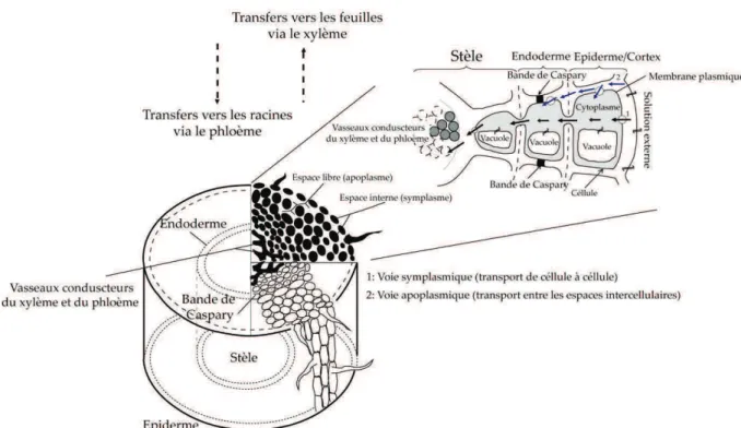 Figure  I-2  :  Coupes  transversale  et  longitudinale  d’une  racine  décrivant  les  mouvements  des  cations  de  la  solution 