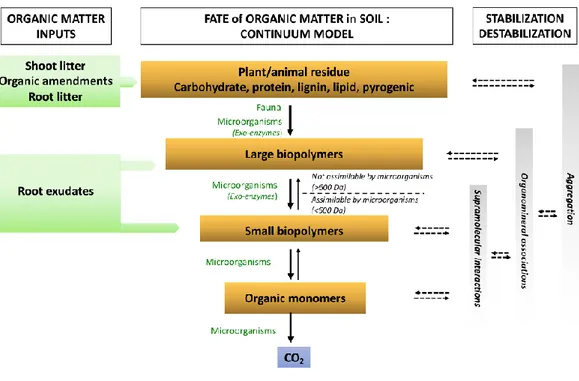 Figure 2 – Représentation du continuum de biotransformation des matières organiques du sol