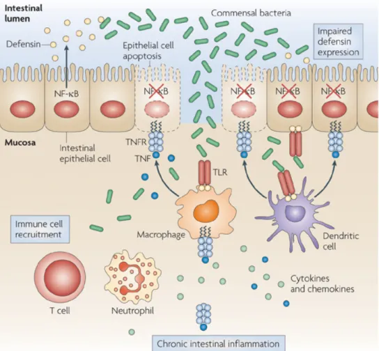 Figure 4: The intestinal epithelium has an essential role in the maintenance of immune homeostasis in the  gut