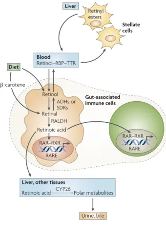Figure 1: Vitamin A (retinol) is obtained from the 