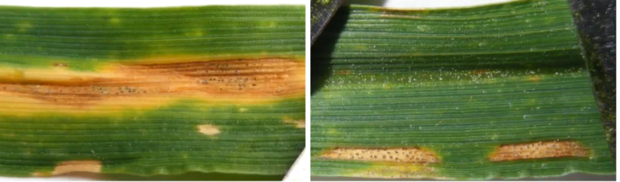 Figure 1.4: The Septoria tritici blotch symptoms. The STB forms necrotic area on the leaves, rectangular or elliptic brown blotch, surrounded by yellowed area, dotted with dark spots