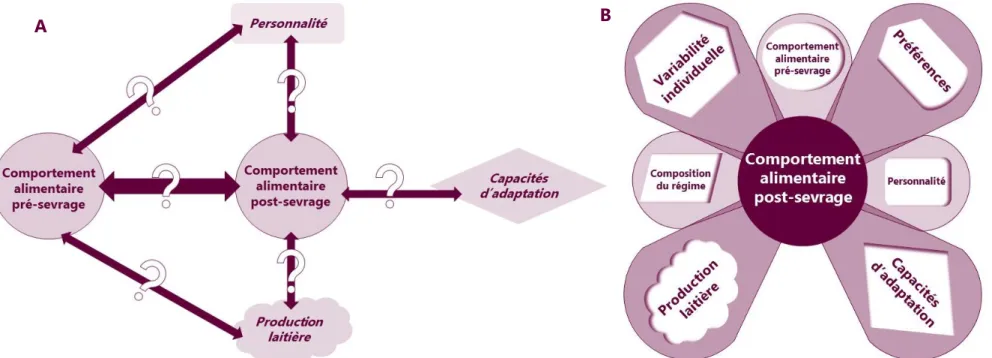 Figure 2 . Schémas récapitulatifs des focus de la thèse A) initialement, B) après réorientation du projet 