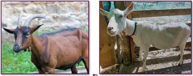 Figure  11.  A)  Photographie  d’une  chèvre  de  race  alpine  (Crédit  photo :  Getty  Images- Images-iStockphoto) B) Photographie d’une chèvre de race Saanen (Crédit photo : Marjorie Cellier,  photo personnelle) 