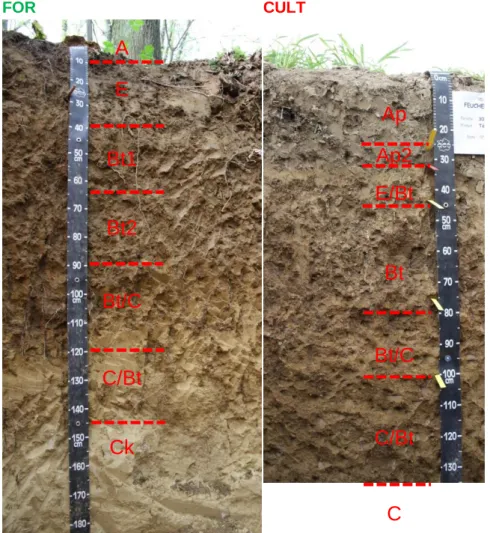 Figure II-1 : Photographs of the Luvisols under study. 