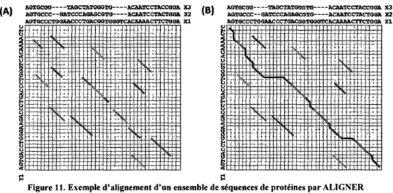 Figure 11. Exemple d'alignement d'un ensemble de séquences de protéines par ALIGNER  (A) détection des motifs les plus importants partagés par les séquences de protéines  (B) alignement des séquences de protéines tout en respectant le maximum de motifs 