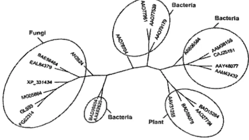 Figure 7 - Subfamily SF_8 phylogenetic analysis 