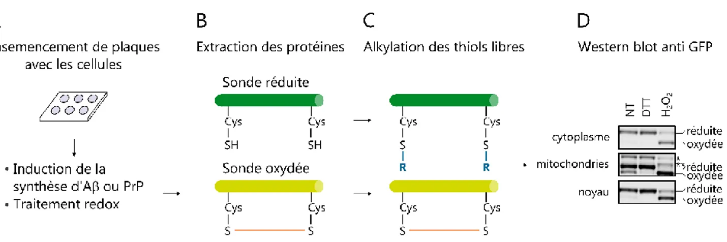 Figure 30 : Principe du western blot rédox 