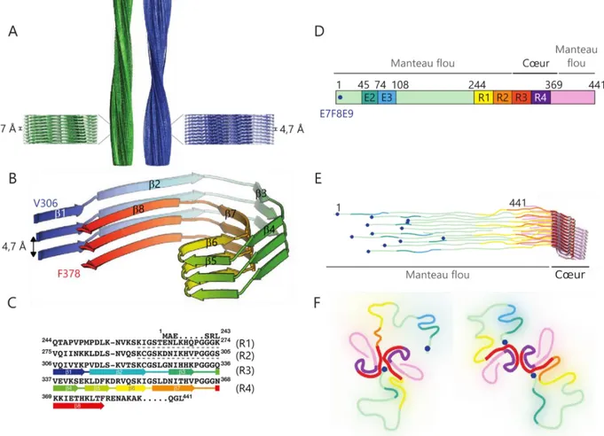 Figure adaptée avec l’autorisation de Springer Nature de (Fitzpatrick et al., 2017), © 2017  Springer Nature