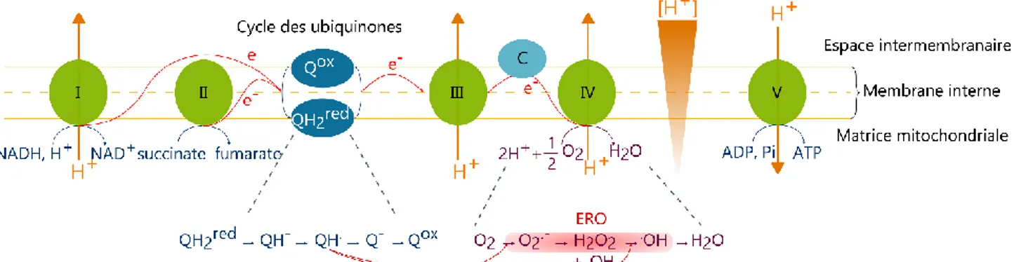 Figure 19 : Production d’ERO au niveau de la chaîne respiratoire mitochondriale  Les complexes I et II libèrent des électrons (e - ) par l’oxydation de la nicotinamide adénine 