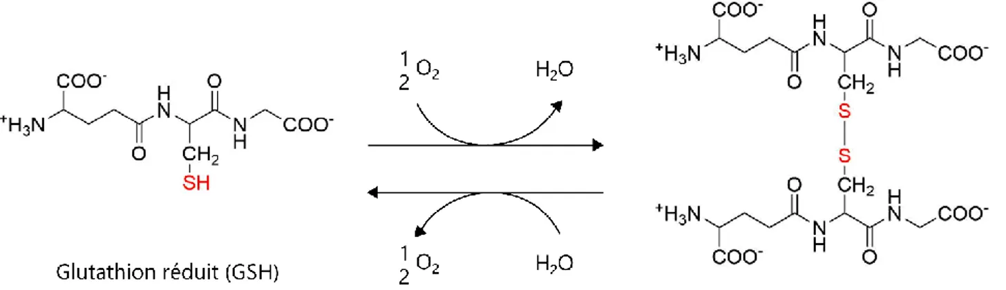 Figure 20 : Equilibre entre glutathion et disulfure de glutathion  Adapté d’une figure de Donald Voet, Judith Voet, &amp; Chris Pratt (CC 0 1.0)