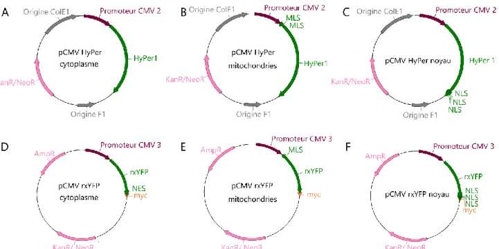 Figure 29 : Cartes des vecteurs d'expression des sondes HyPer et rxYFP sous contrôle  du promoteur CMV 