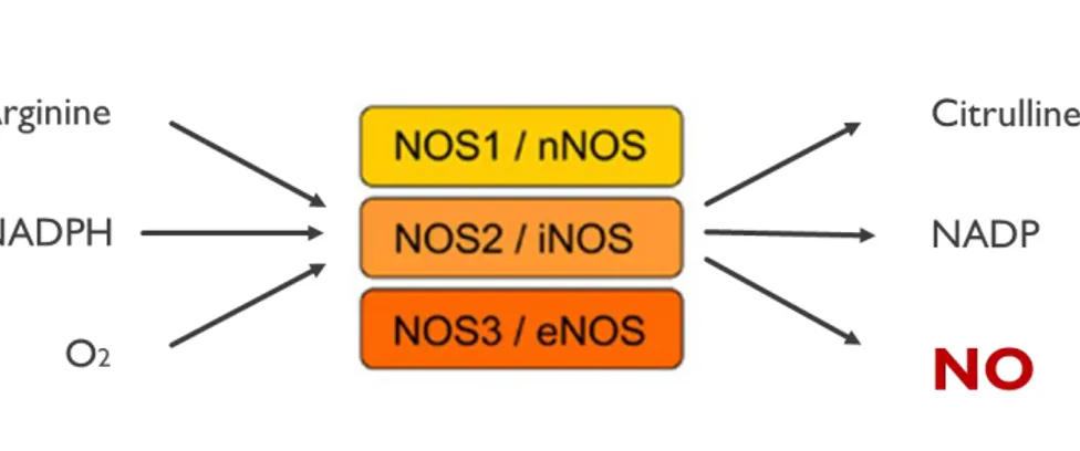 Figure 2 : Synthèse du NO chez les mammifères par les NOS.  