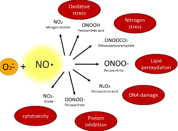 Figure 4 : Génération des dérivés réactifs de l’azote ou RNS (Reactive Nitrogen Species) 7 