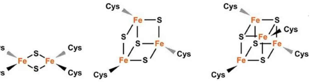 Figure 5 : Représentation des différents clusters Fe-S.  