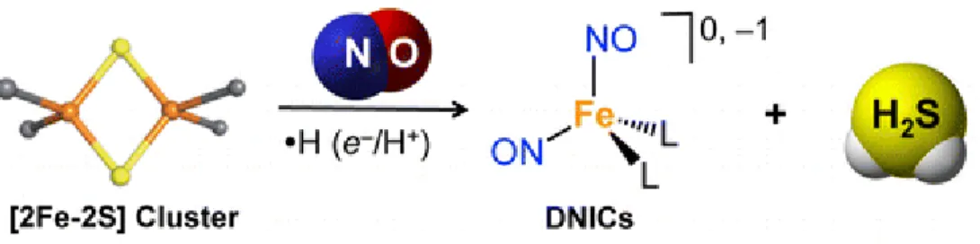 Figure 6 : Nitrosylation des clusters Fe-S par le NO 14. 