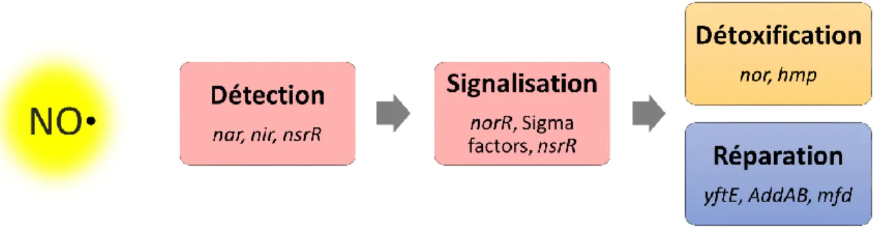 Figure 8 : Quatre étapes de la réponse des bactéries au stress nitrogène 7