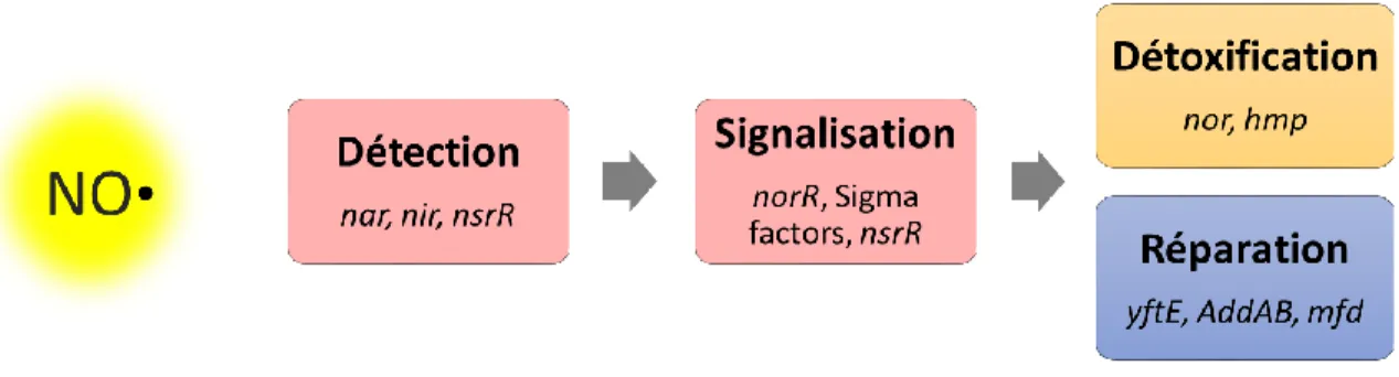 Figure 8 : Quatre étapes de la réponse des bactéries au stress nitrogène 7