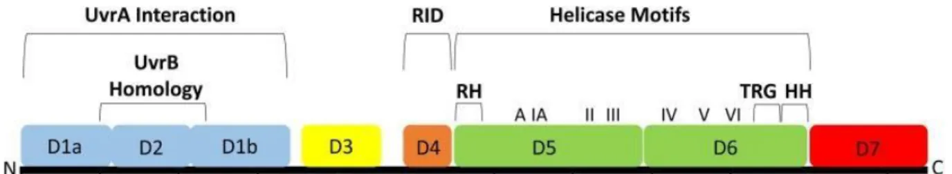 Figure 11 : Domaines structurels et fonctionnels de Mfd  50 . 
