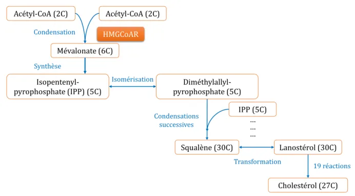 Figure 2 : Principales étapes de la synthèse du cholestérol à partir de deux molécules d’acétyl-CoA 