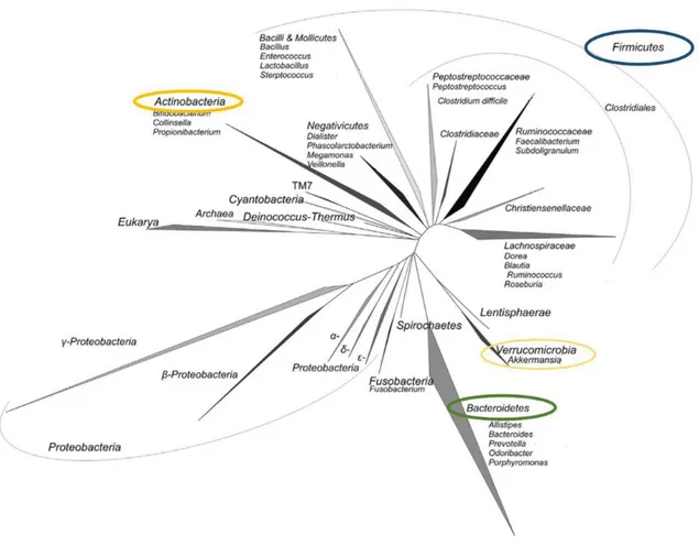 Figure 5 : Arbre phylogénétique représentant la diversité du microbiote intestinal humain avec entourés en  couleur les 4 phyla dominants