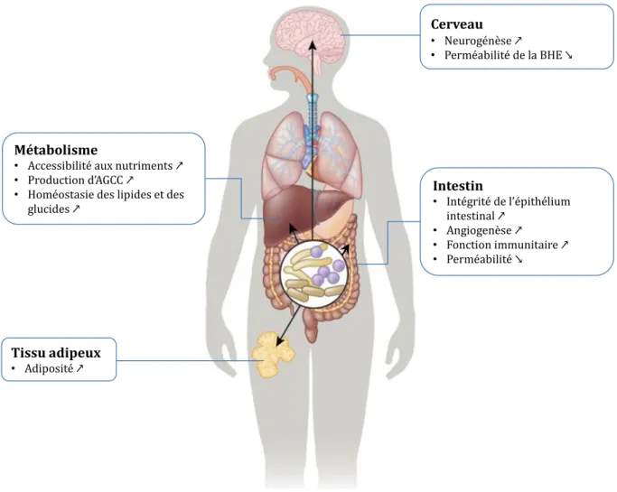 Figure 8 : Impact du microbiote intestinal sur la physiologie de l’hôte.  