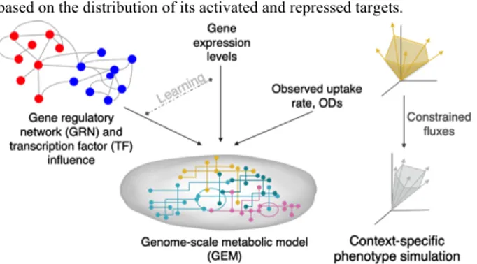 Fig.  1.  CoRegFlux integrates gene-regulatory network (GRN) and gene  expression  levels  to  constraint  a  genome-scale  regulatory  model  and  simulate context-specific phenotypes, with or without modifications such  as transcription factors and genes