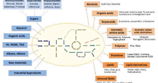 Figure 1.2. A brief description of Y. lipolytica as a chassis in biotechnological  application