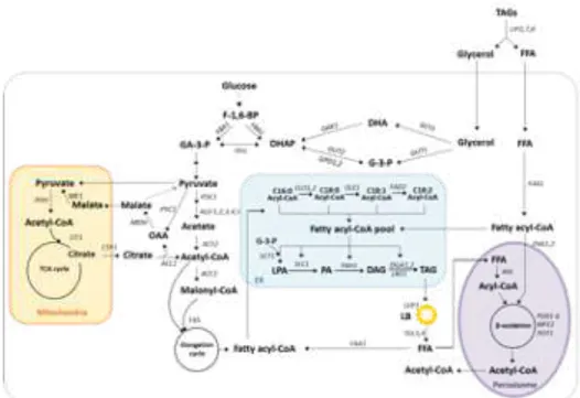 Figure 1.3. Overview of metabolic pathways involved in the synthesis of fatty  acids in Y