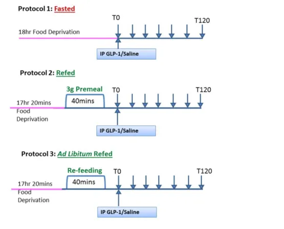 Figure 2.1.1 Protocol – Investigating whether GLP-1-induced satiation is  dependant on feeding status