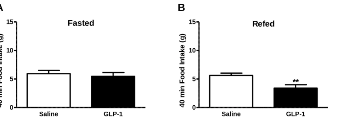 Figure 2.1.3 Effects of GLP-1 on 40min food intake in fasted and refed animals  Food intake was measured in animals either fasted overnight or fasted then refed  a 3g  premeal prior to administration of GLP-1 (100μg/kg, IP) (A) GLP-1 had no effect on food 