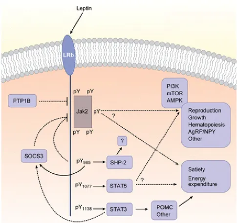 Figure 1.2 Leptin signaling leads to various biological activites 