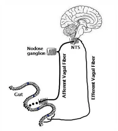 Figure 1.4 The vago-vagal loop 