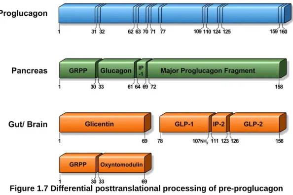 Figure 1.7 Differential posttranslational processing of pre-proglucagon  Pre-proglucaon is cleaved into several segments in the pancreas, the gut and the brain