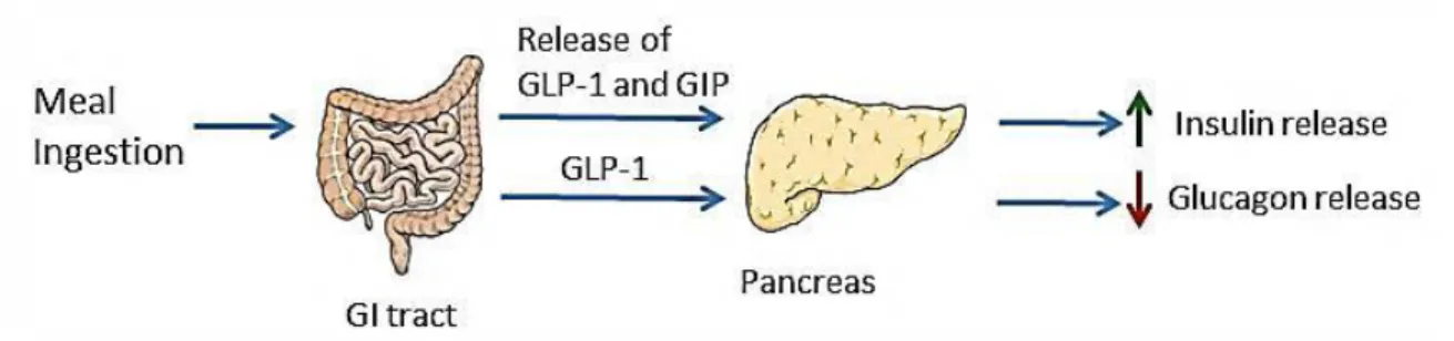 Figure 1.9 GLP-1 and GIP effects on glucose homeostasis 