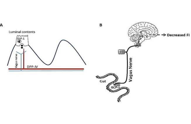 Figure 1.10 Gut-derived GLP-1 communication to the CNS 