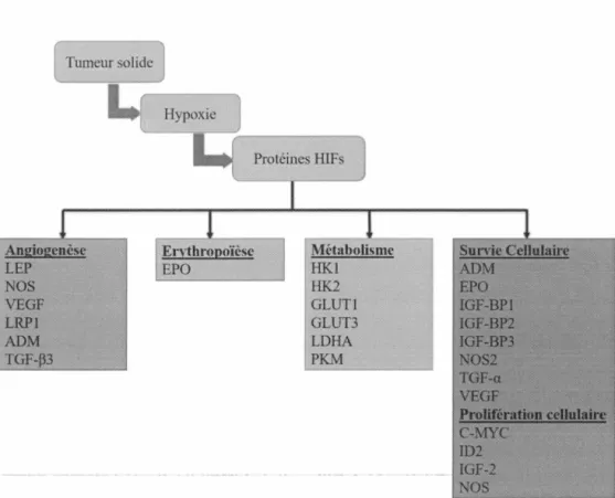 Figure  1.6  Représentation  des  gènes  régulés  par  les  HIFs  et  leurs  effets  sur la  progression  tumorale